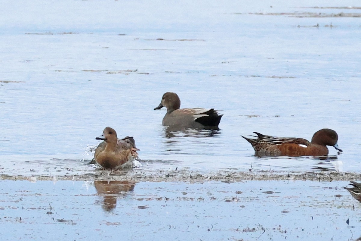 Ipar-ahatea - ML647899303