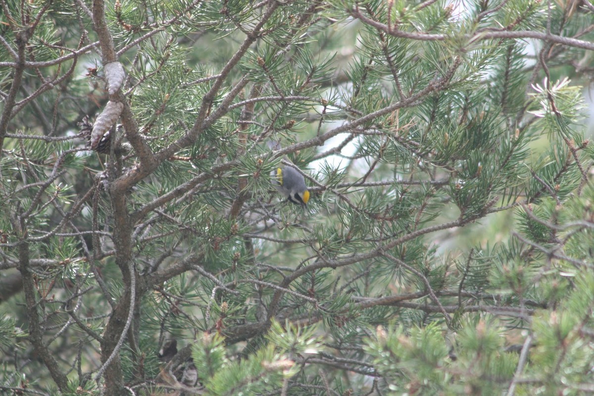 キンバネアメリカムシクイ - ML647899311