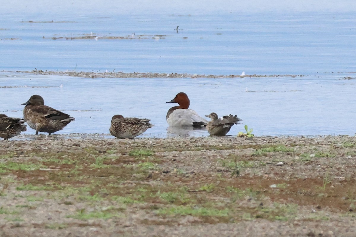 Попелюх звичайний - ML647899313