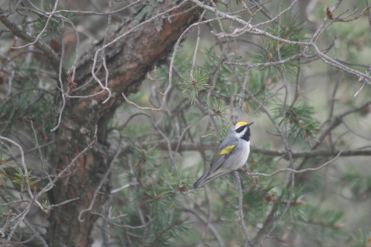 キンバネアメリカムシクイ - ML647899317