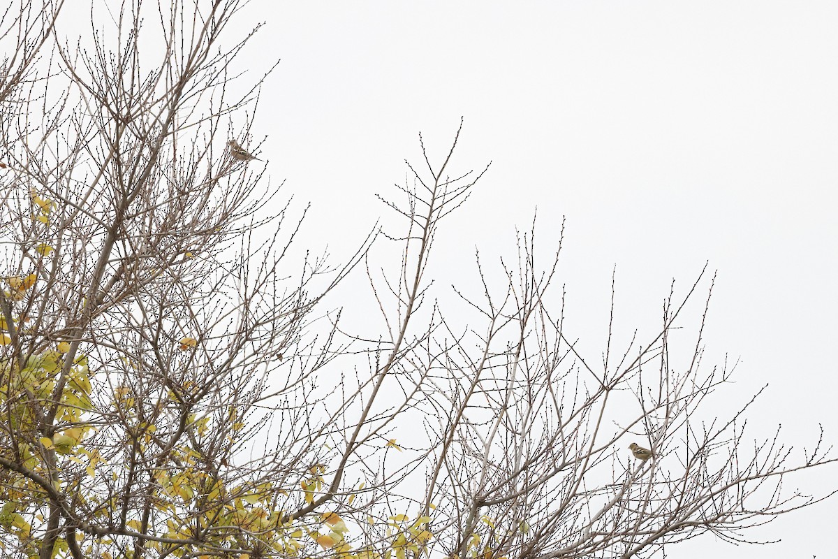 Common Chaffinch - ML647899335