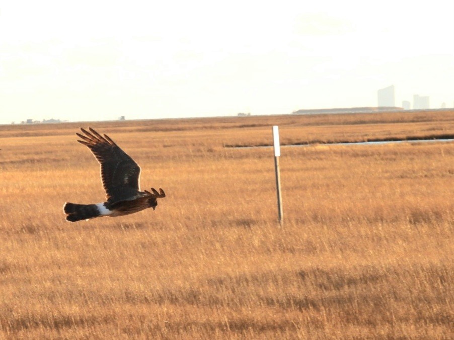 Northern Harrier - ML647899390