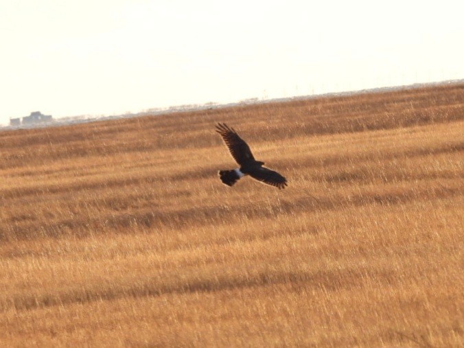 Northern Harrier - ML647899393