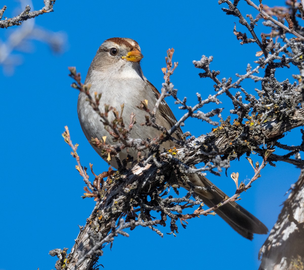 strnadec bělopásý - ML647899482