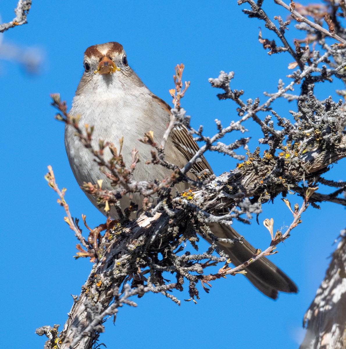 strnadec bělopásý - ML647899483