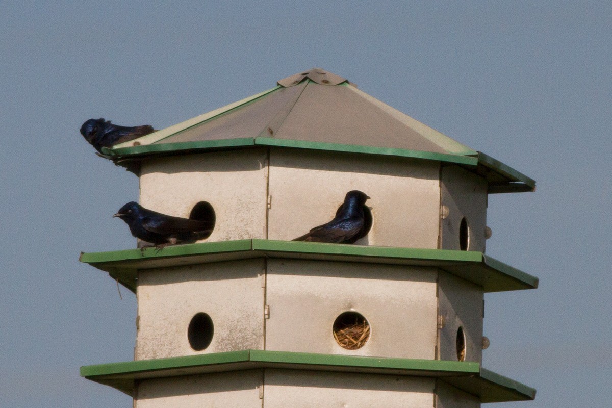 Purple Martin - ML647899502