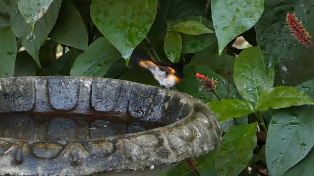 American Redstart - ML647899573