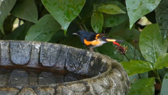 American Redstart - ML647899574