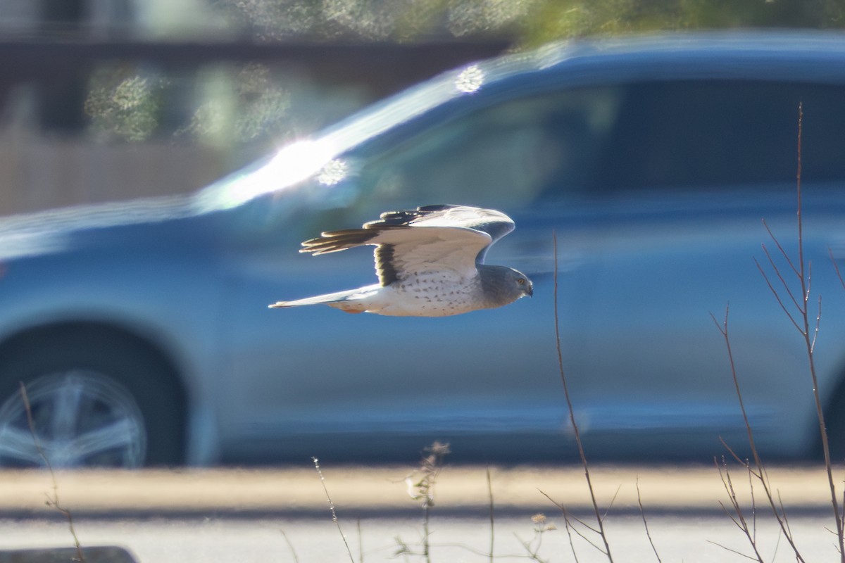 Northern Harrier - ML647899637