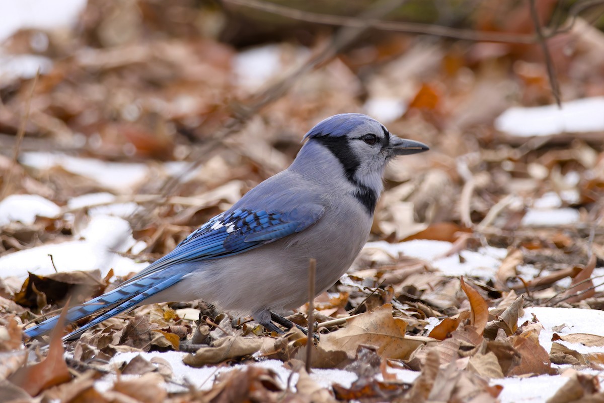 Blue Jay - ML647899672