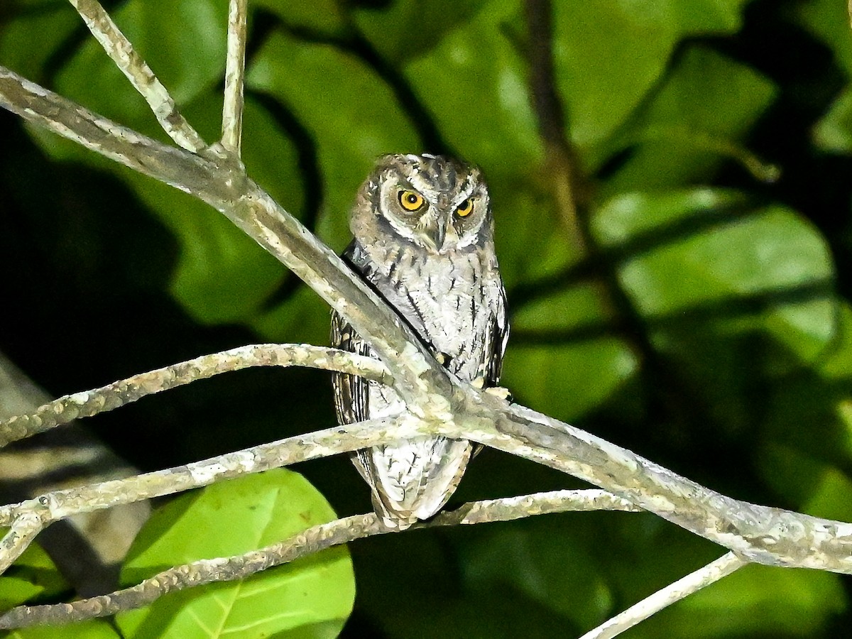 Moluccan Scops-Owl - ML647899695