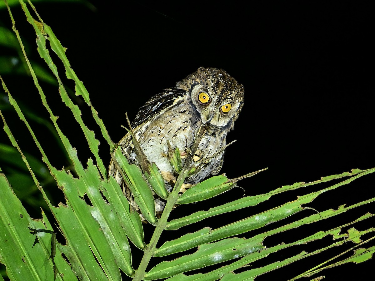 Moluccan Scops-Owl - ML647899696