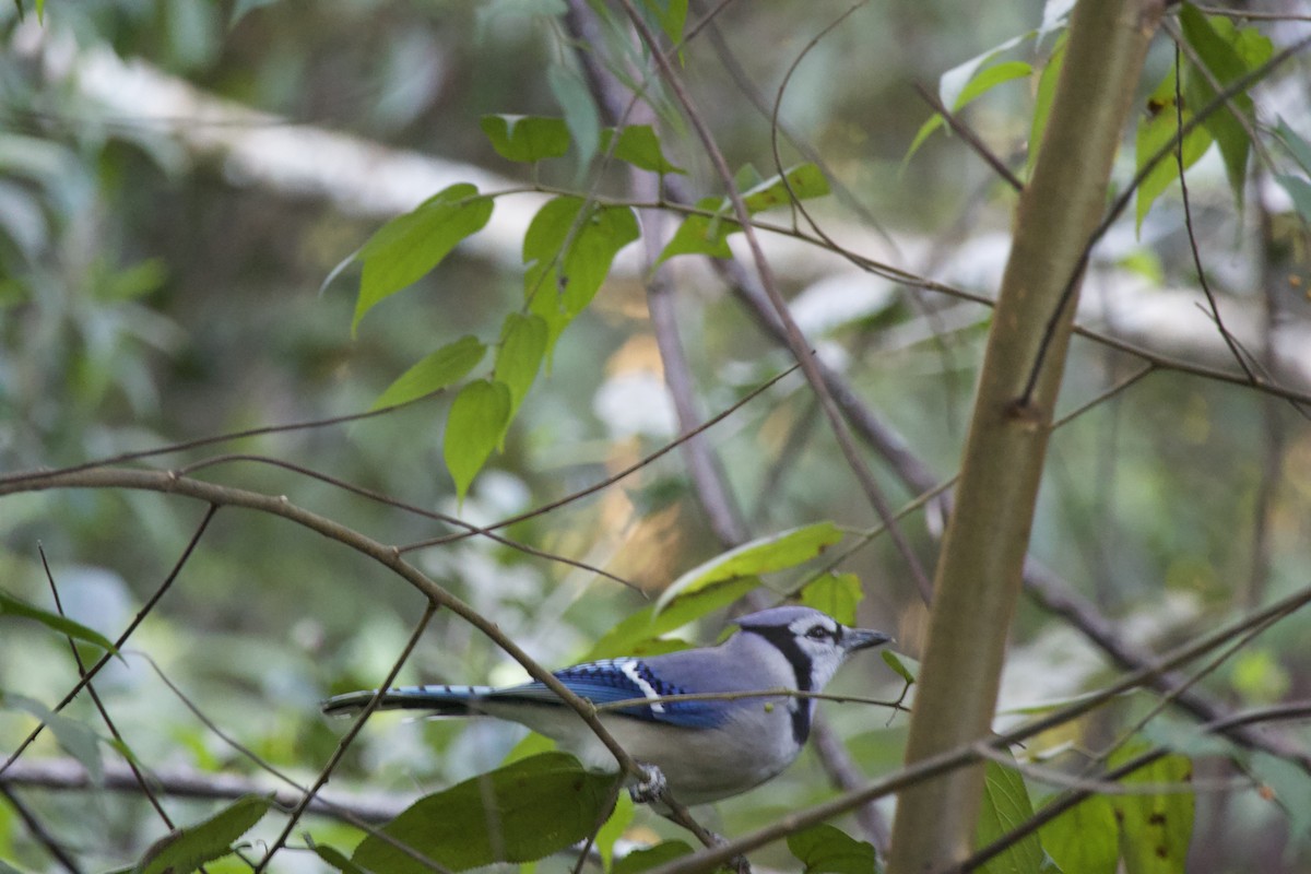 Blue Jay - ML647899815
