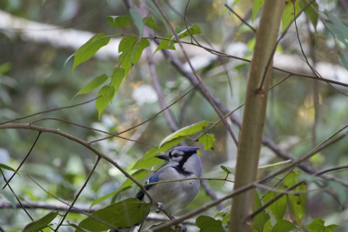 Blue Jay - ML647899816