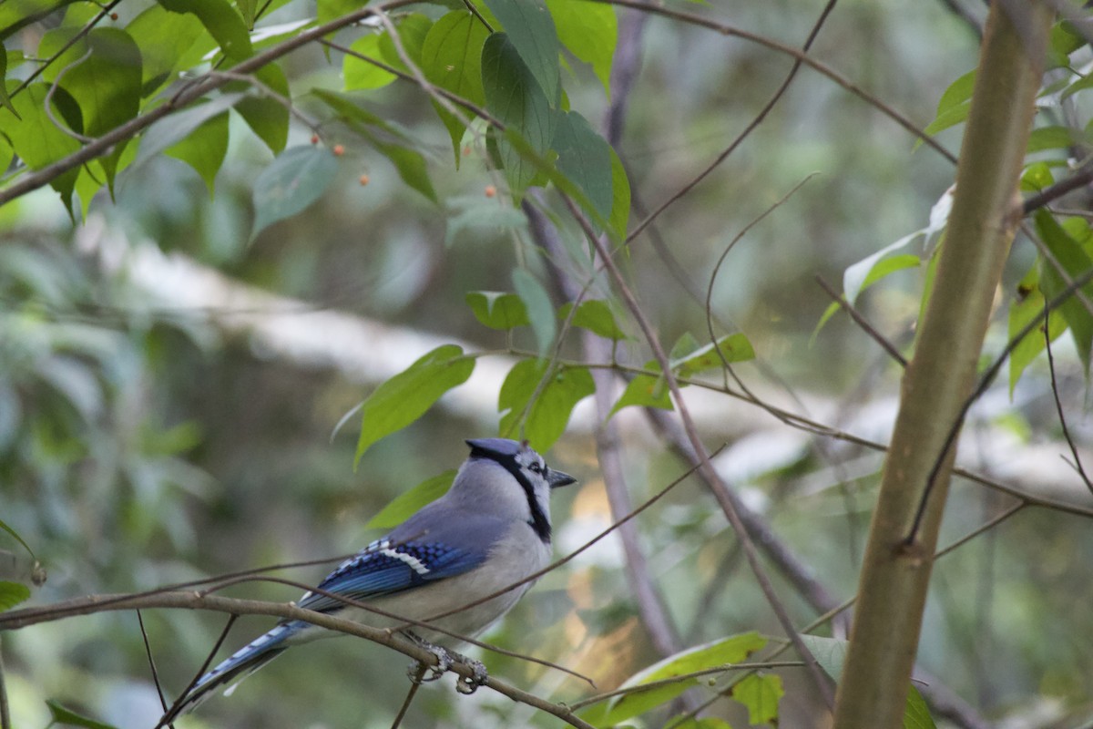 Blue Jay - ML647899817