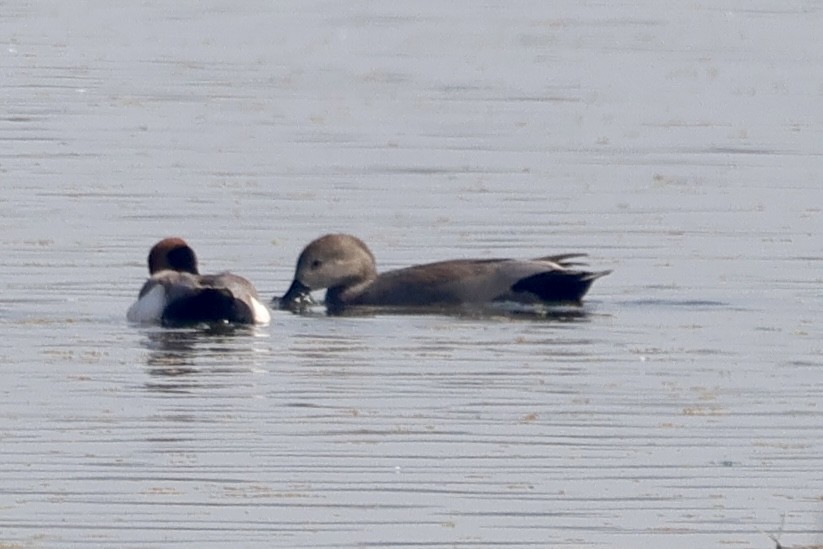 Ipar-ahatea - ML647899836