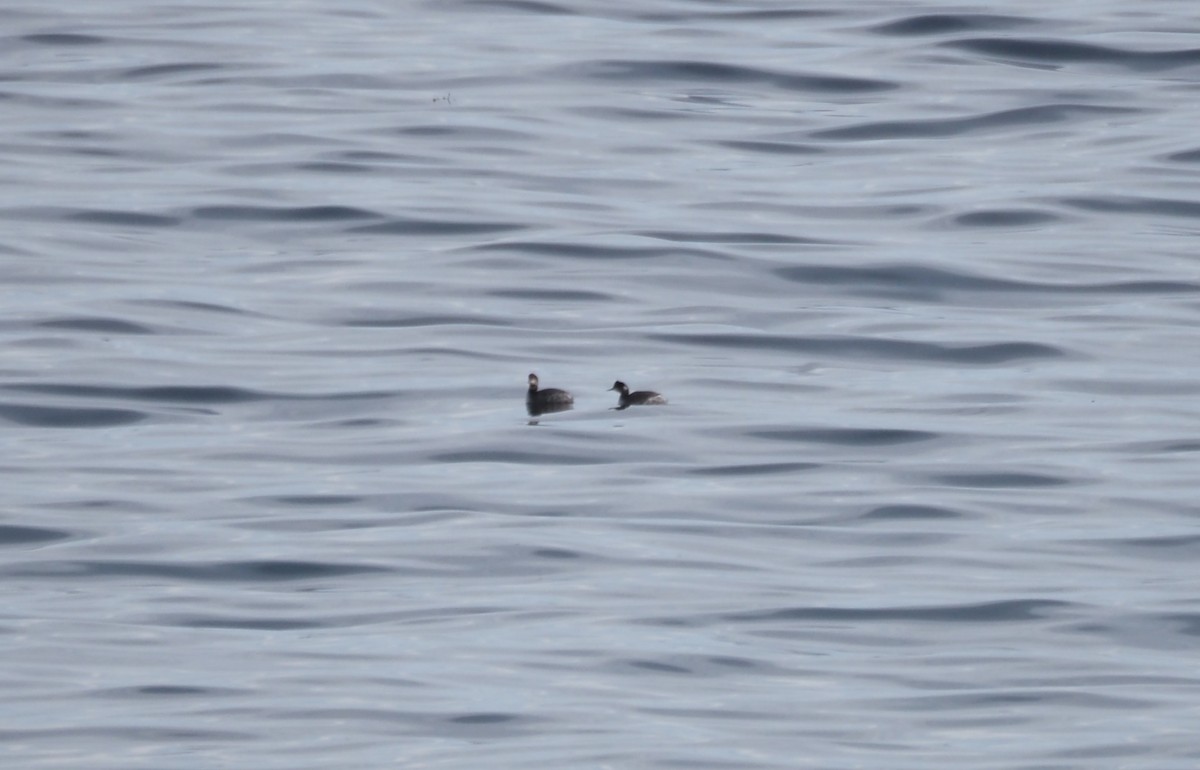 potápka černokrká - ML647899953