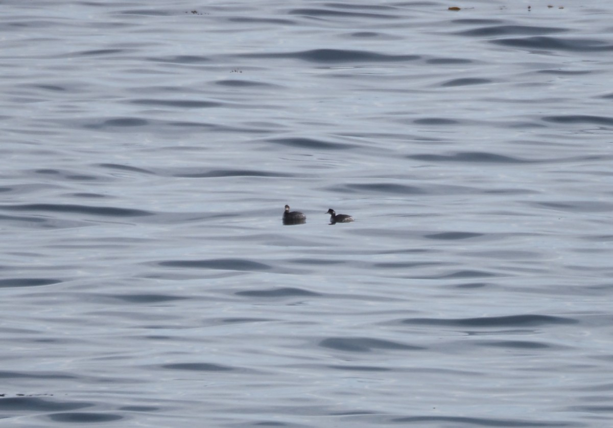 potápka černokrká - ML647899954