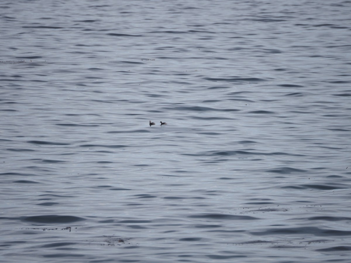 potápka černokrká - ML647899955