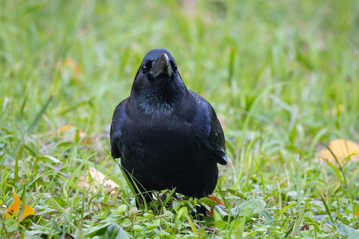 Ворона великодзьоба [група macrorhynchos] - ML647899977