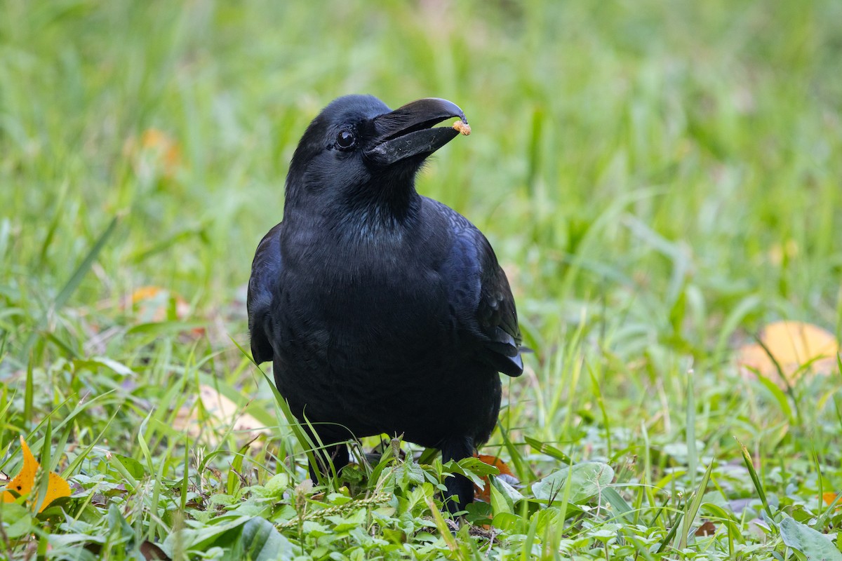 Ворона великодзьоба [група macrorhynchos] - ML647899978