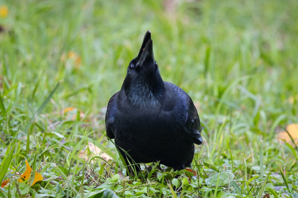 Ворона великодзьоба [група macrorhynchos] - ML647899979