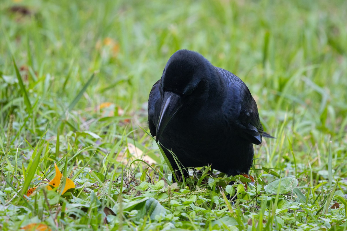 Ворона великодзьоба [група macrorhynchos] - ML647899980
