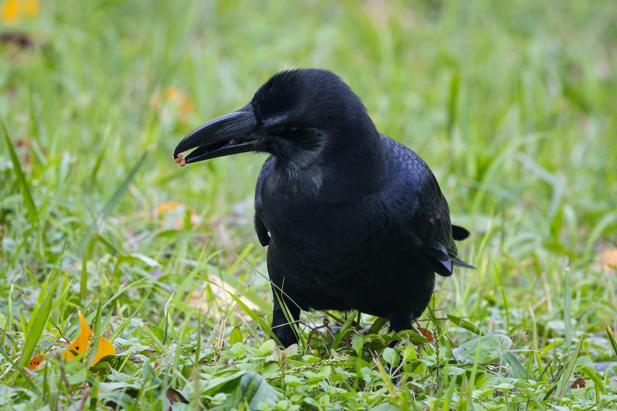 Ворона великодзьоба [група macrorhynchos] - ML647899981