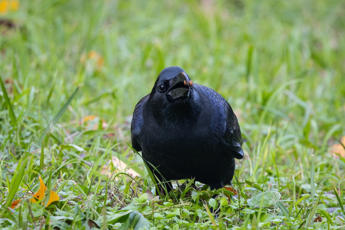 Ворона великодзьоба [група macrorhynchos] - ML647899983