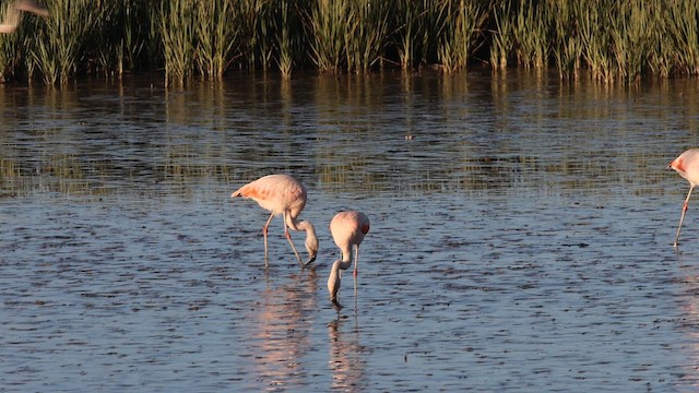 Chilean Flamingo - ML647900013