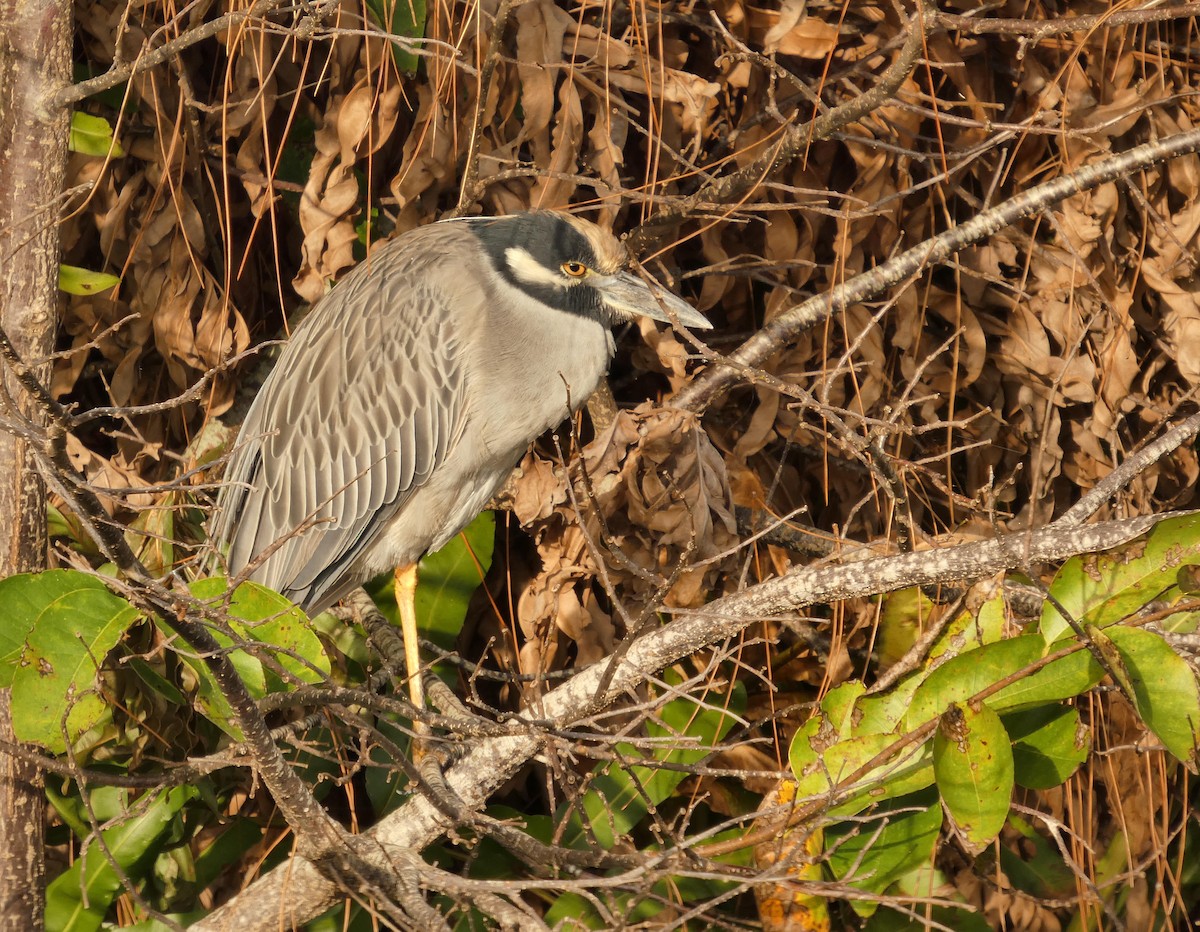Yellow-crowned Night Heron - ML647900026