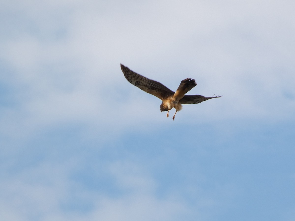 Northern Harrier - ML647900170