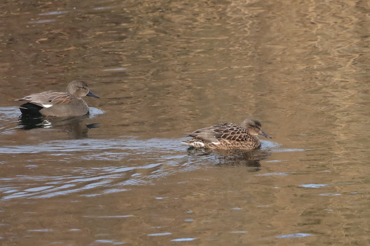 Ipar-ahatea - ML647900198