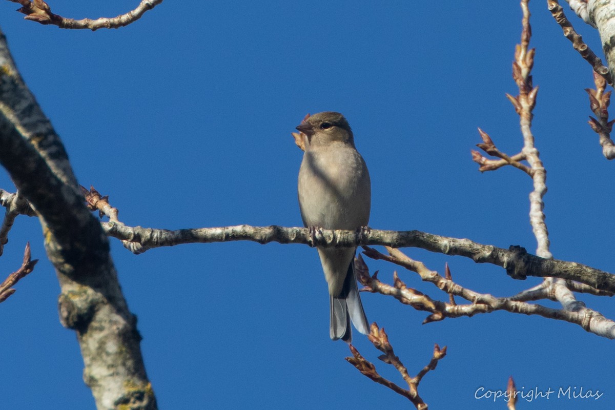 Common Chaffinch - ML647900203