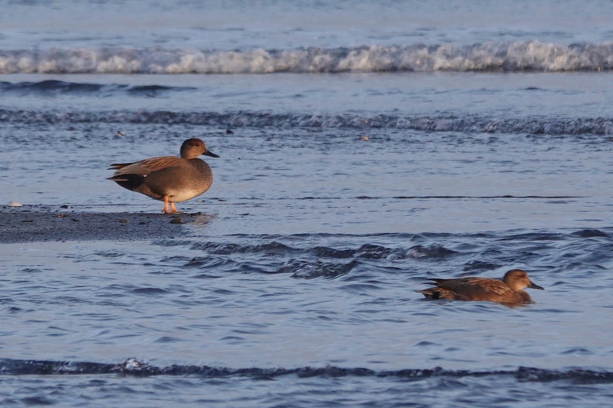 Ipar-ahatea - ML647900262