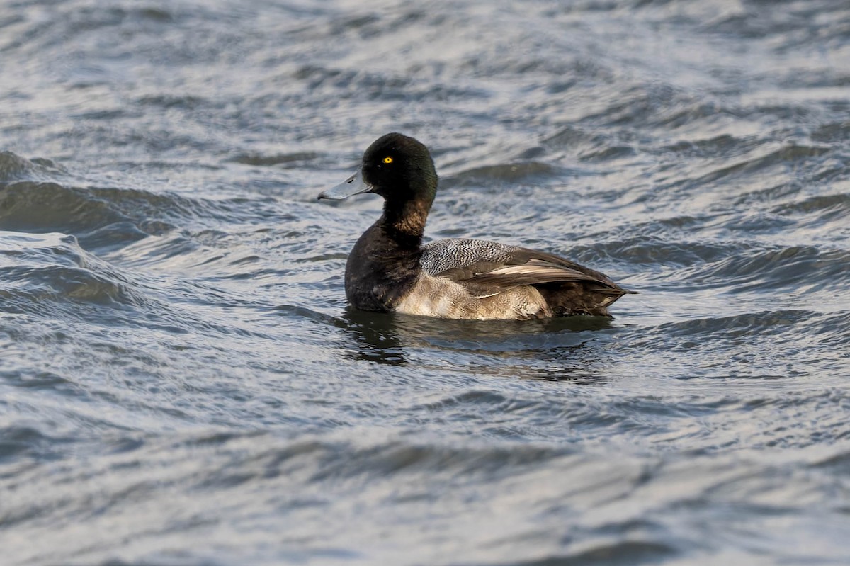 Морская чернеть - ML647900325