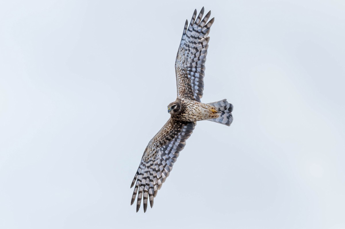 Northern Harrier - ML647900409