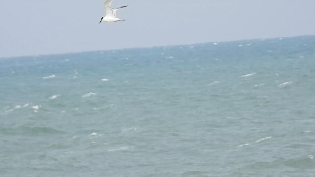Sandwich Tern - ML647900437