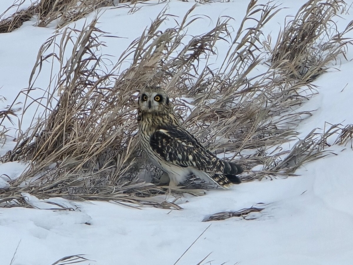 Short-eared Owl (Northern) - ML647900439