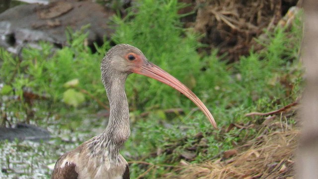 White Ibis - ML647900511