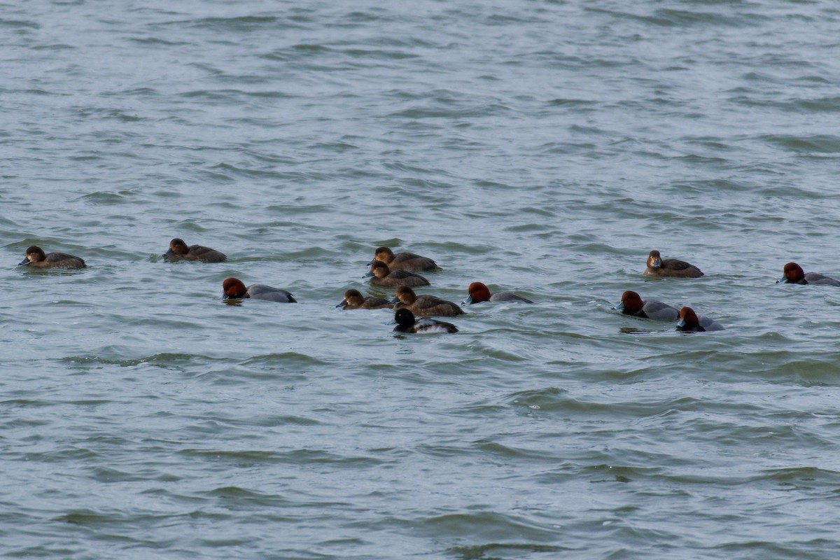 Морская чернеть - ML647900551