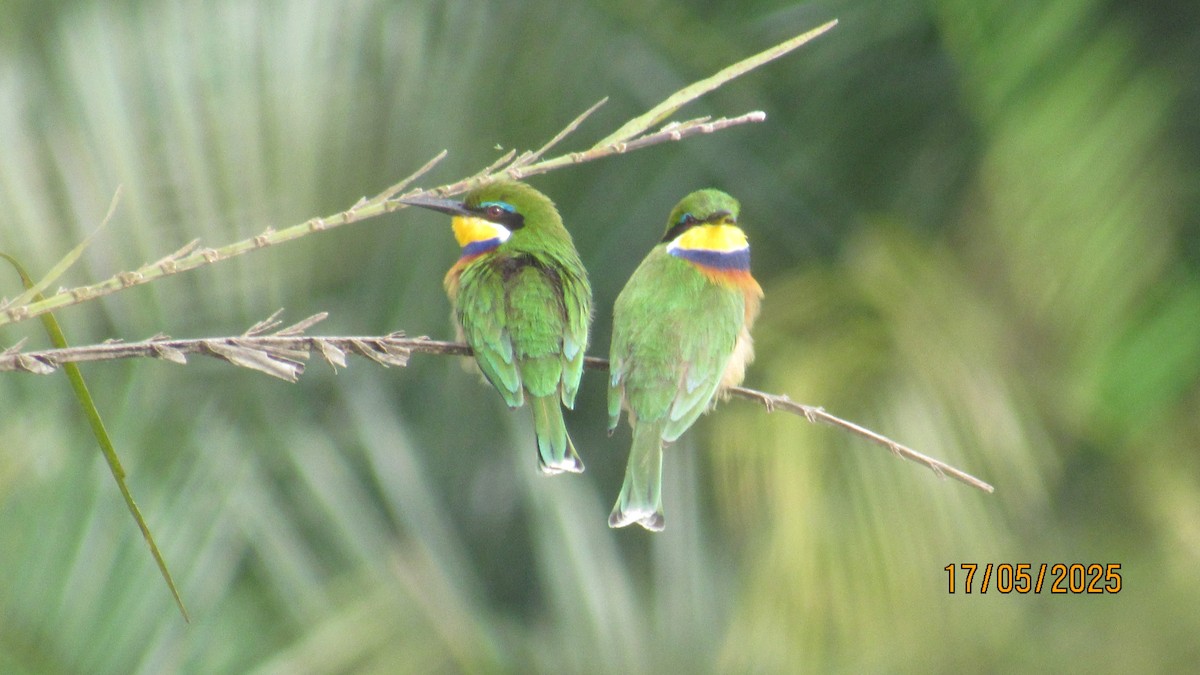 Blue-breasted Bee-eater - ML647900569