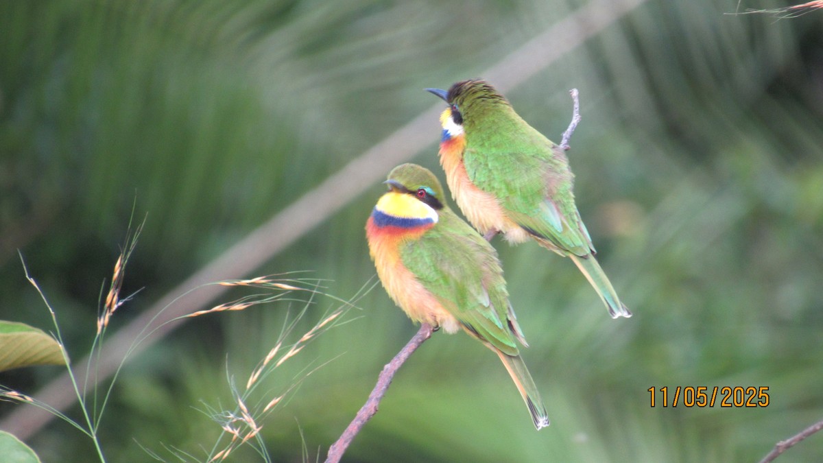 Blue-breasted Bee-eater - ML647900570