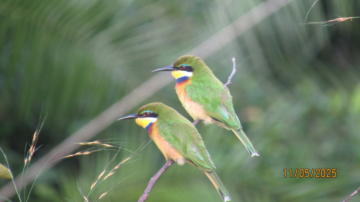 Blue-breasted Bee-eater - ML647900572
