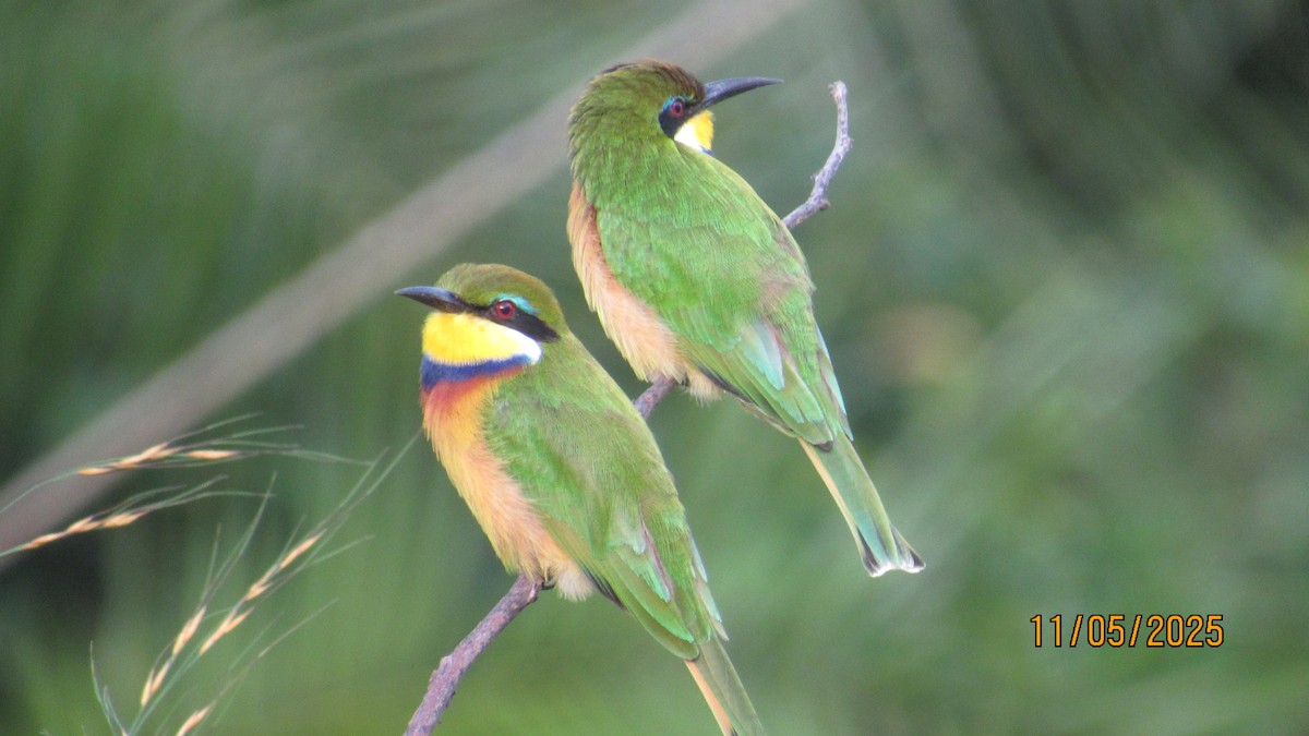 Blue-breasted Bee-eater - ML647900573
