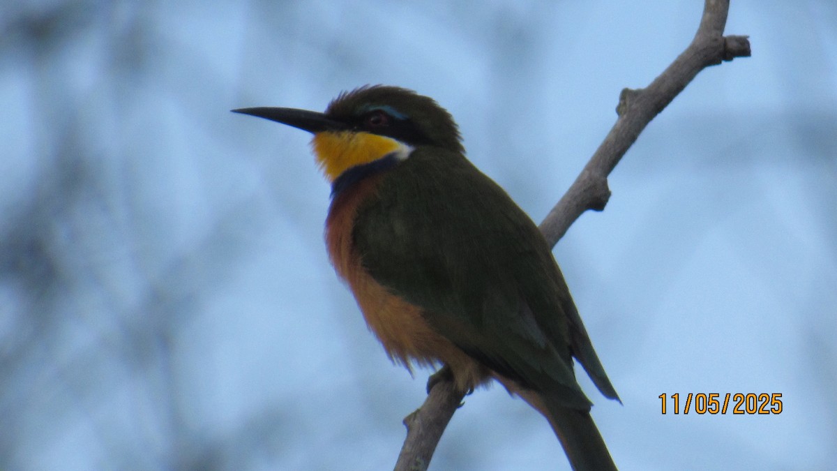 Blue-breasted Bee-eater - ML647900574