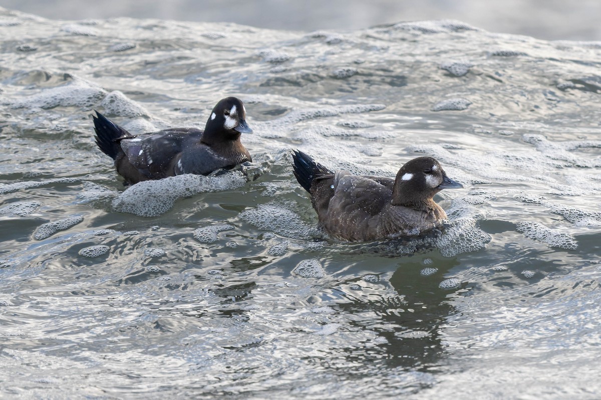 Ahate arlekina - ML647900587