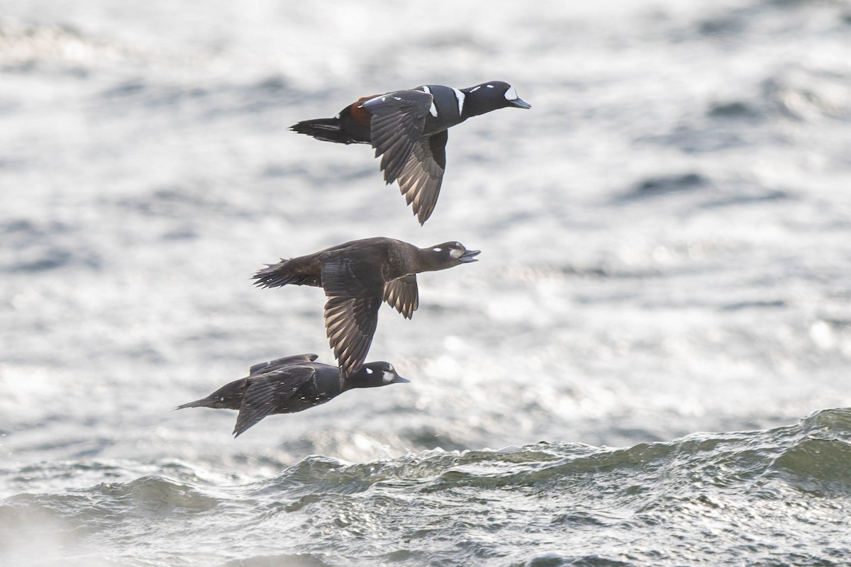 Ahate arlekina - ML647900588