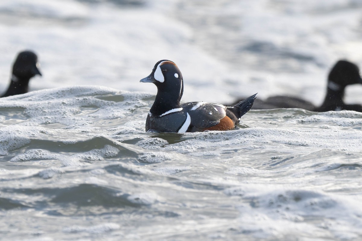 Ahate arlekina - ML647900589