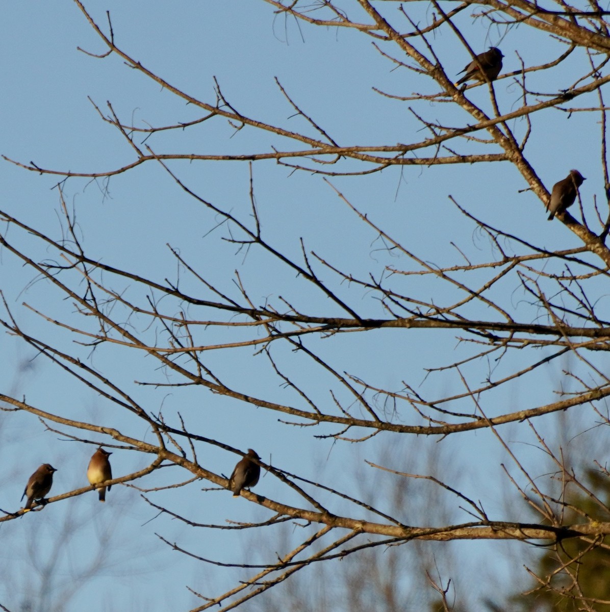 Cedar Waxwing - ML647900616